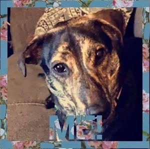 Meet your Posher, Bruce